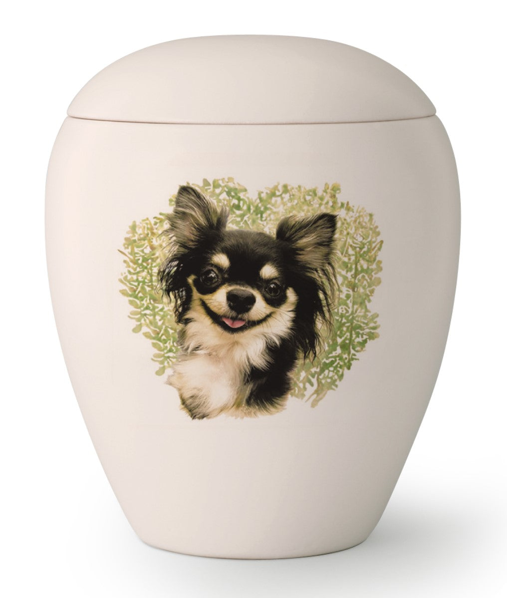 Tierurne mit Chihuahua