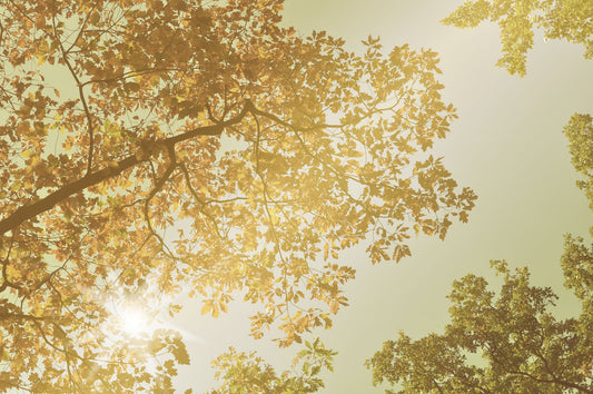 Premiumkremierung