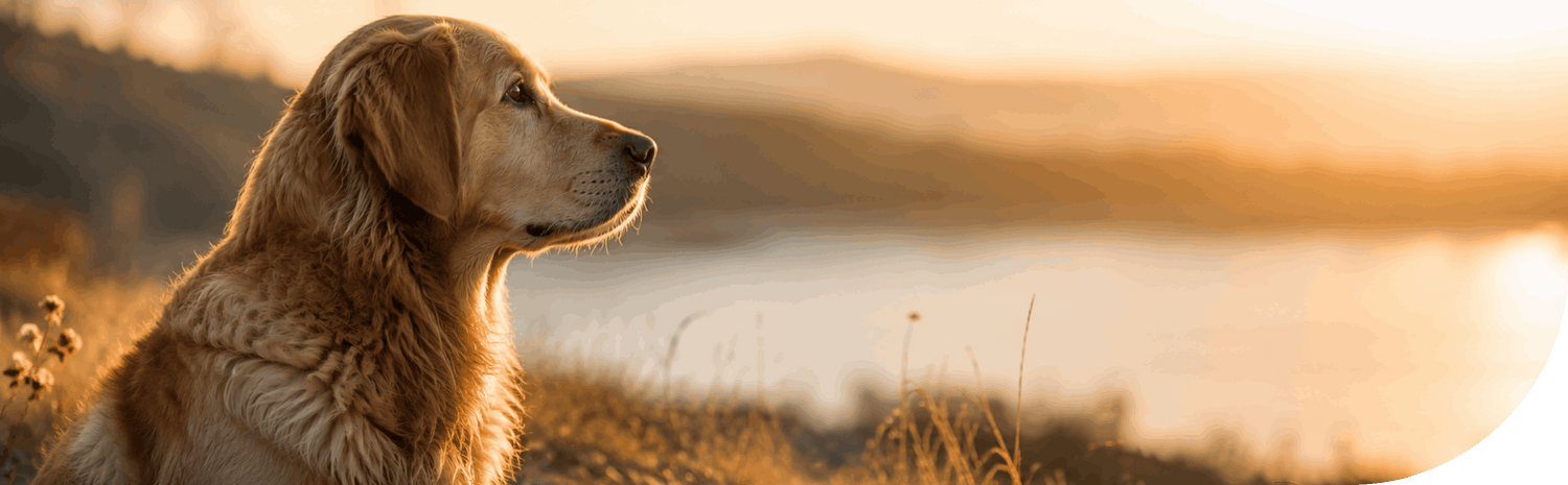 Hundeurnen
