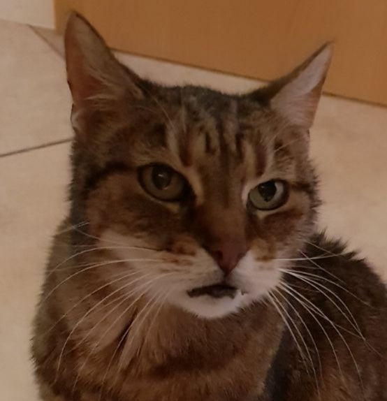 Tierurne mit individuellem Katzenportrait 0,5 Liter