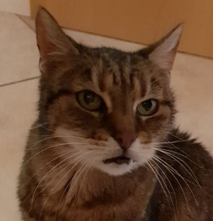 Tierurne mit individuellem Katzenportrait 0,5 Liter